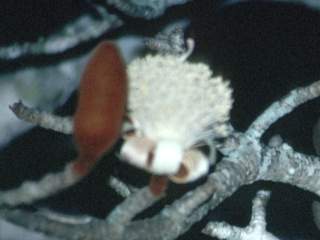 Adansonia species, flower