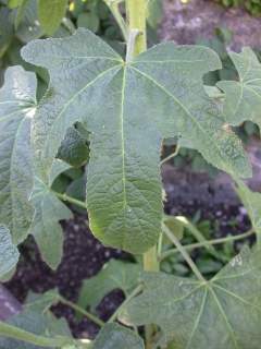 Alcea rosea, leaf