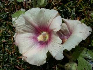 Alcea rosea, flower