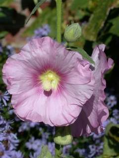 Alcea rosea , flower (pink)
