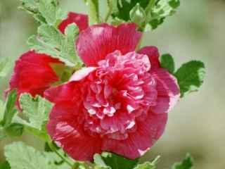 Alcea rosea, double red, flower
