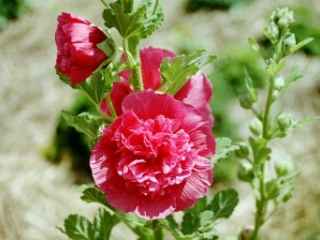 Alcea rosea, double red, flowers