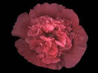 Alcea rosea, double, red, flower