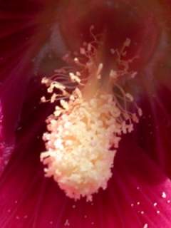 Alcea rosea, detail of flower