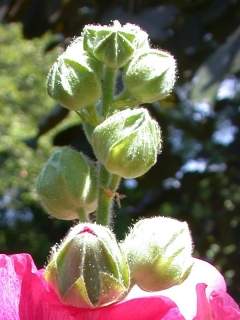 Alcea rosea, flower buds