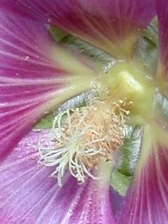 Alcea rosea , styles and anthers