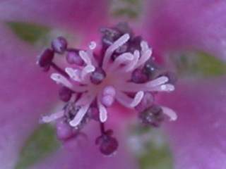 Althaea cannabina, eye of flower