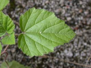 Althaea officinalis alba, leaf
