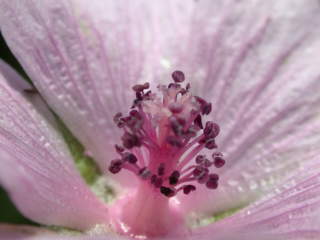 Althaea cannabina, eye of flower