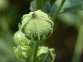 Althaea cannabina, flower bud