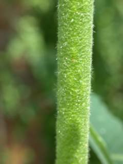 Althaea cannabina, section of stem