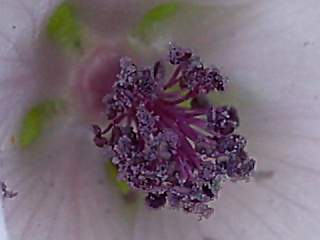 Althaea officinalis, detail of flower