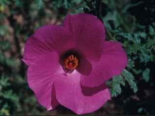 Alyogyne 'Christopher Noble', flower