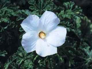 Alyogyne huegelii alba, flower
