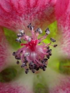 Anisodontea capensis, eye of flower, showing stamens