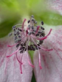 Anisodontea capensis, eye of flower, showing style arms and stigmas