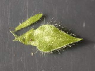 Anisodontea capensis, bracteole and sepal