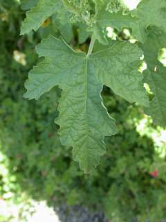 Anisodontea malvastroides, leaf