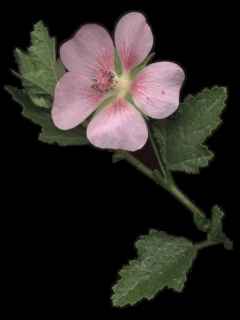 Anisodontea capensis, floral stem