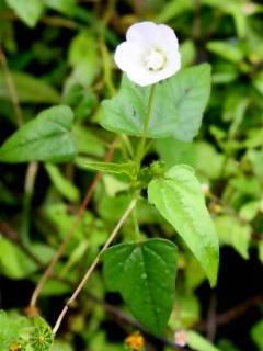 Anoda hastata', flowering stem