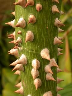 Bombax ceiba, stem with thorns