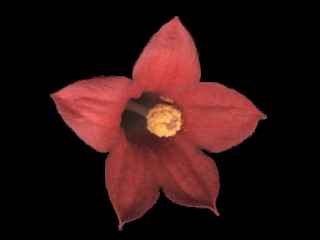 Brachychiton bidwillii, flower