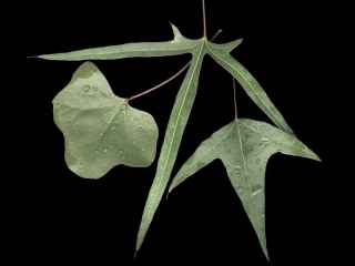 Brachychiton populneus, leaves