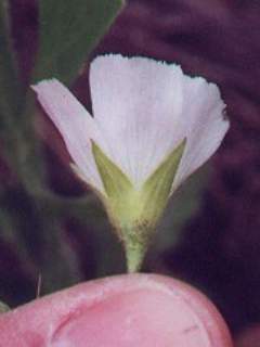 Callirhoe alcaeoides, calyx