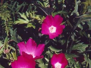 Callirhoe involucrata, in flower