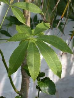 Ceiba pentandra, leaf