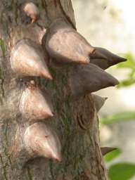 Ceiba pentandra, thorns