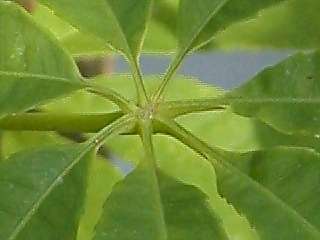 Ceiba pentandra, base of leaf