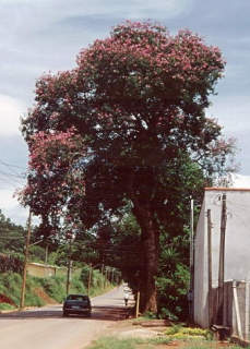 Chorisia speciosa, in flower
