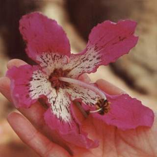 Chorisia speciosa, flower
