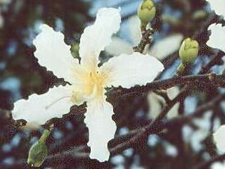 Chorisia aff speciosa, flower (white)