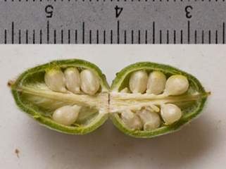 Cienfuegosia affinis, opened pod showing immature seeds