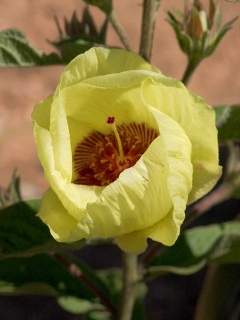Cienfuegosia affinis, flower