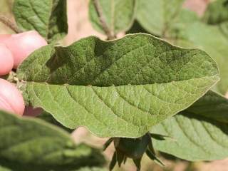 Cienfuegosia affinis, leaf