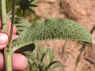 Cienfuegosia affinis, leaf (underside)