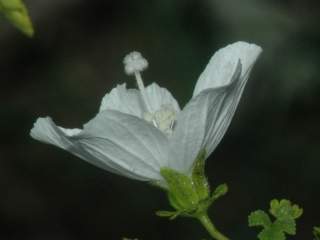 Cienfuegosia humbertiana, flower