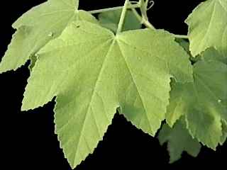Corynabutilon vitifolium, leaf