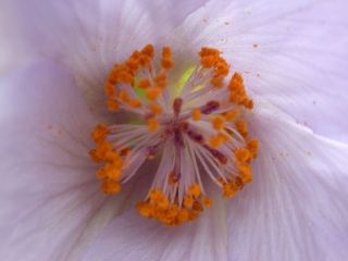Corynabutilon x suntense 'Jermyns', detail of flower