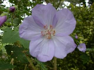 Corynabutilon vitifolium, flower