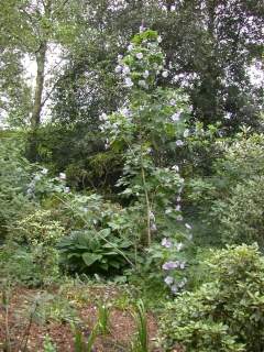Corynabutilon vitifolium, in flower