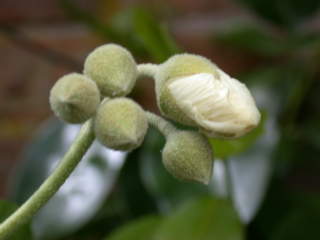 Corynabutilon x suntense 'White Charm', inflorescence (in bud)