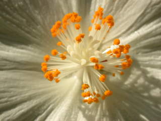Corynabutilon x suntense 'White Charm', eye of flower