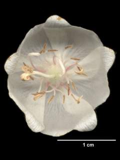 Dombeya species, flower