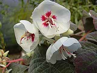 Dombeya rotundifolia, flowers