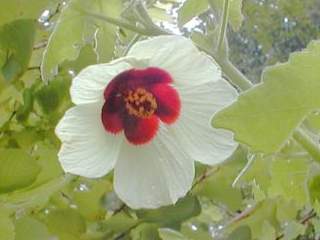 Fioria vitifolia, flower