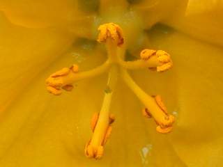 Fremontodendron californicum, style